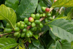 Organic vs. Conventional Coffee