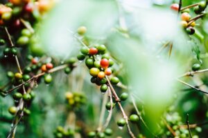 The Coffee Belt: Exploring the World's Coffee Growing Regions